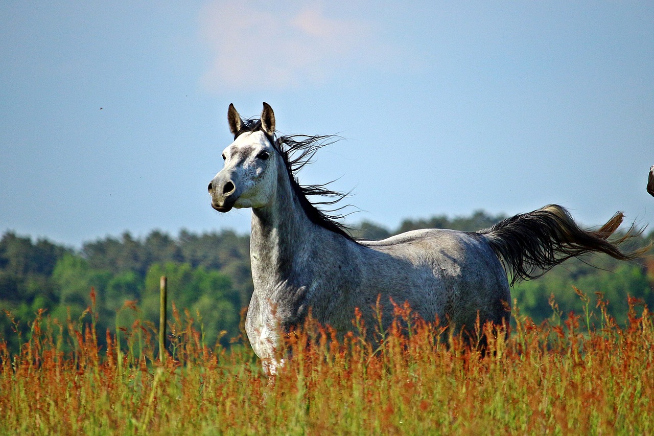 horse meadow mold free photo