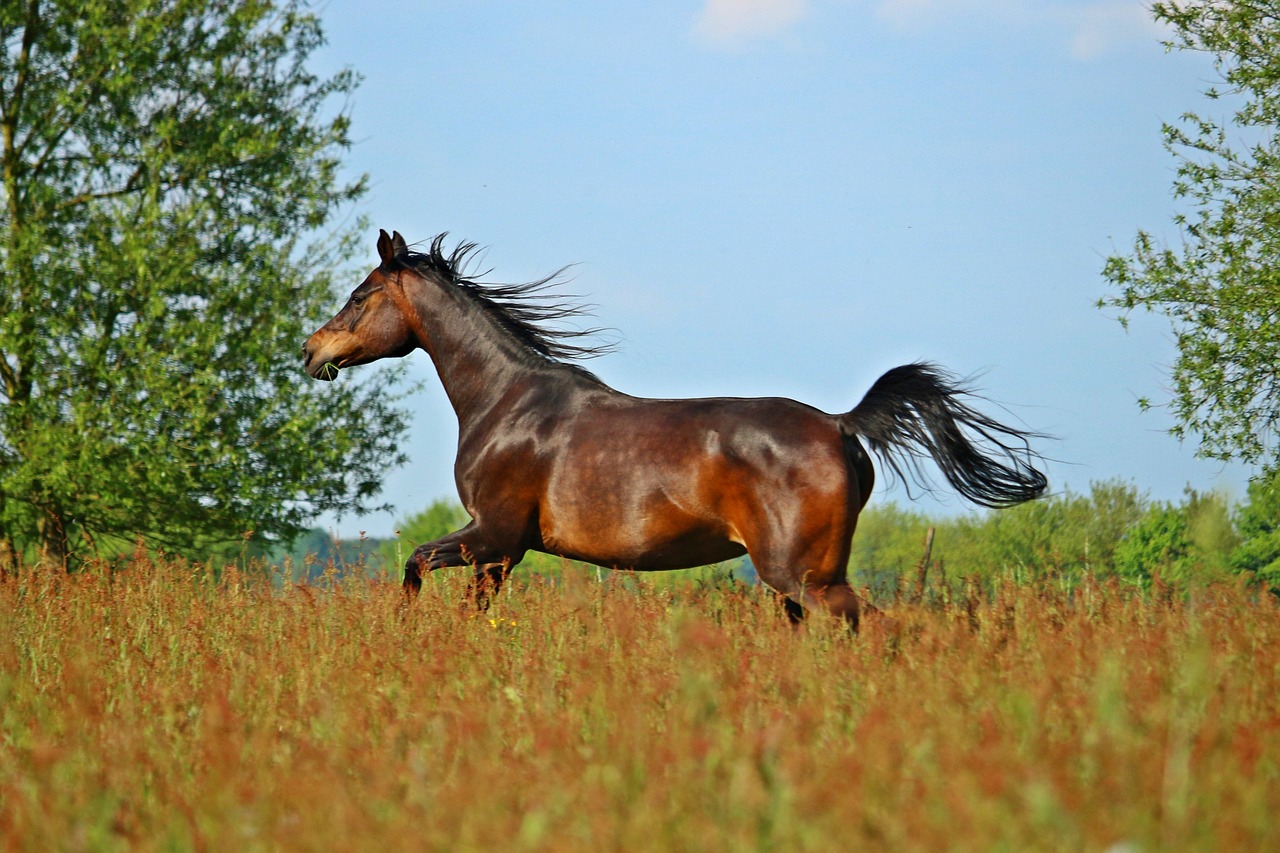 horse brown thoroughbred arabian free photo