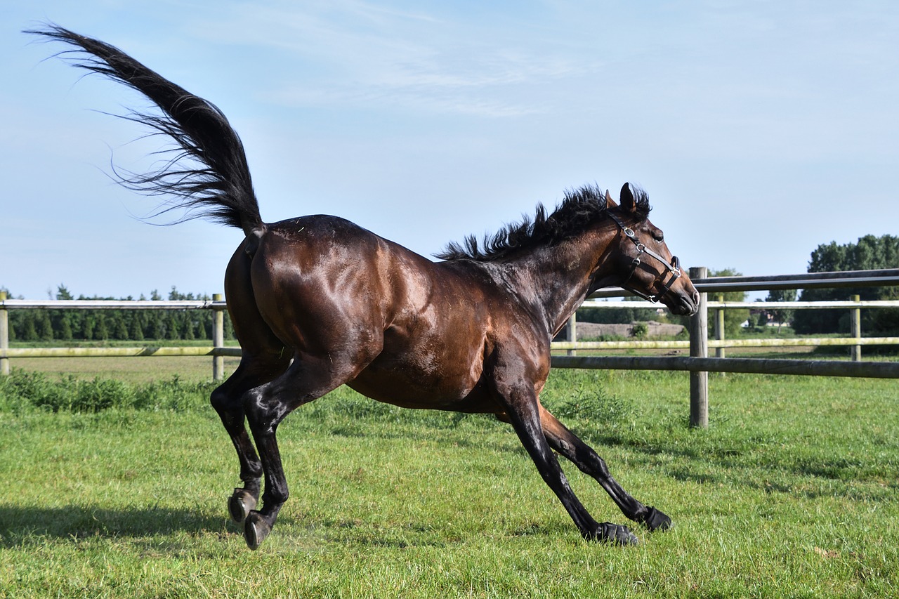 horse grass run free photo