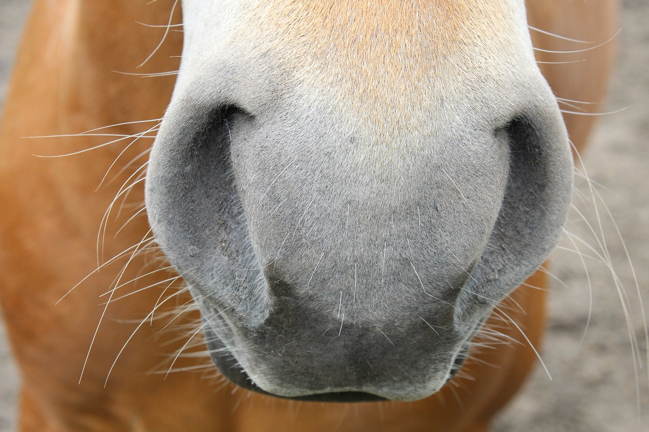 horse nostrils nose free photo