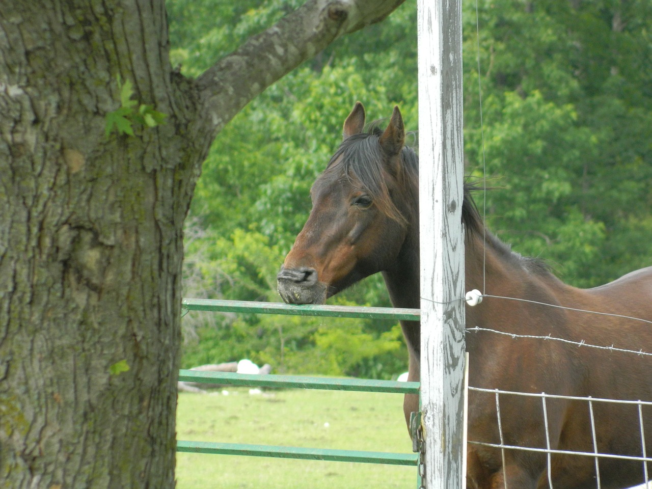 horse tree farm free photo