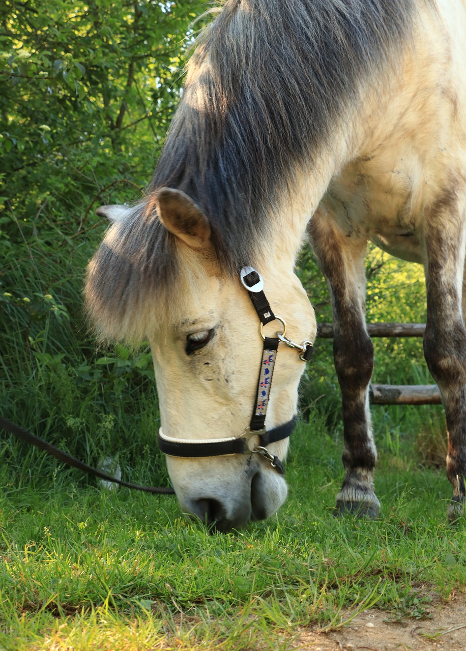 horse animal ride free photo