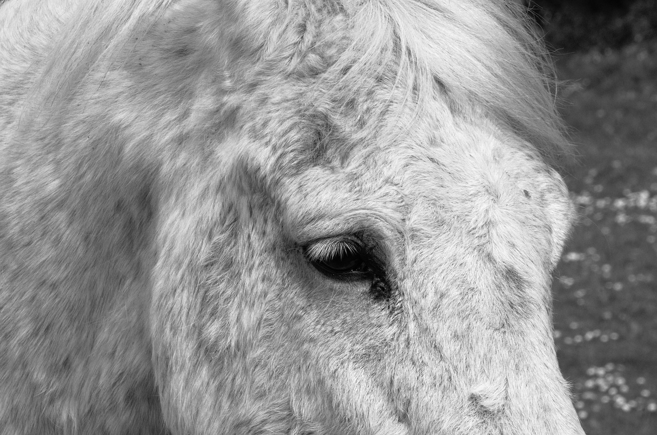 horse horsehair mane free photo