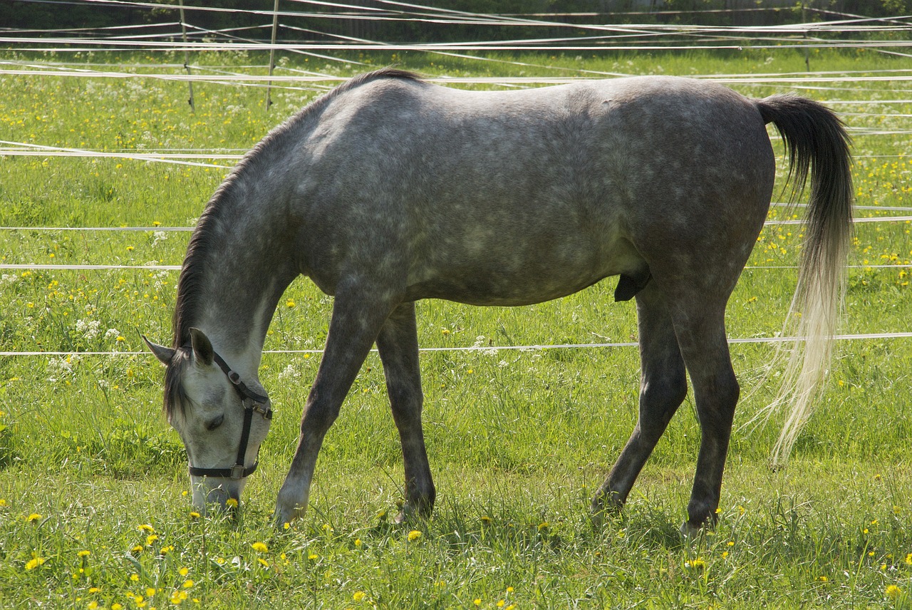 horse animals reiterhof free photo