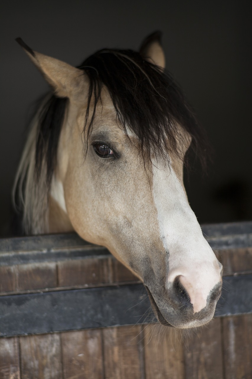 horse animal portrait free photo