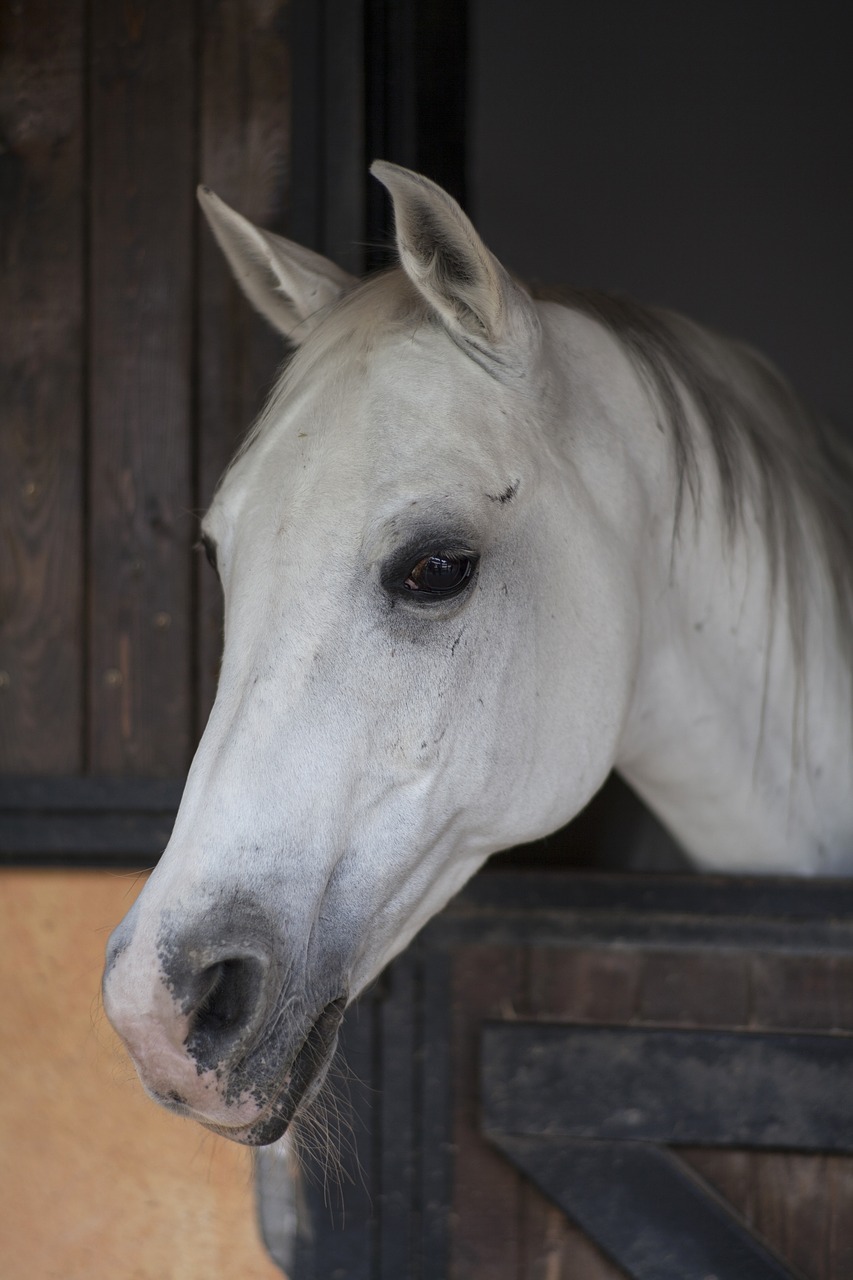 horse animal portrait free photo