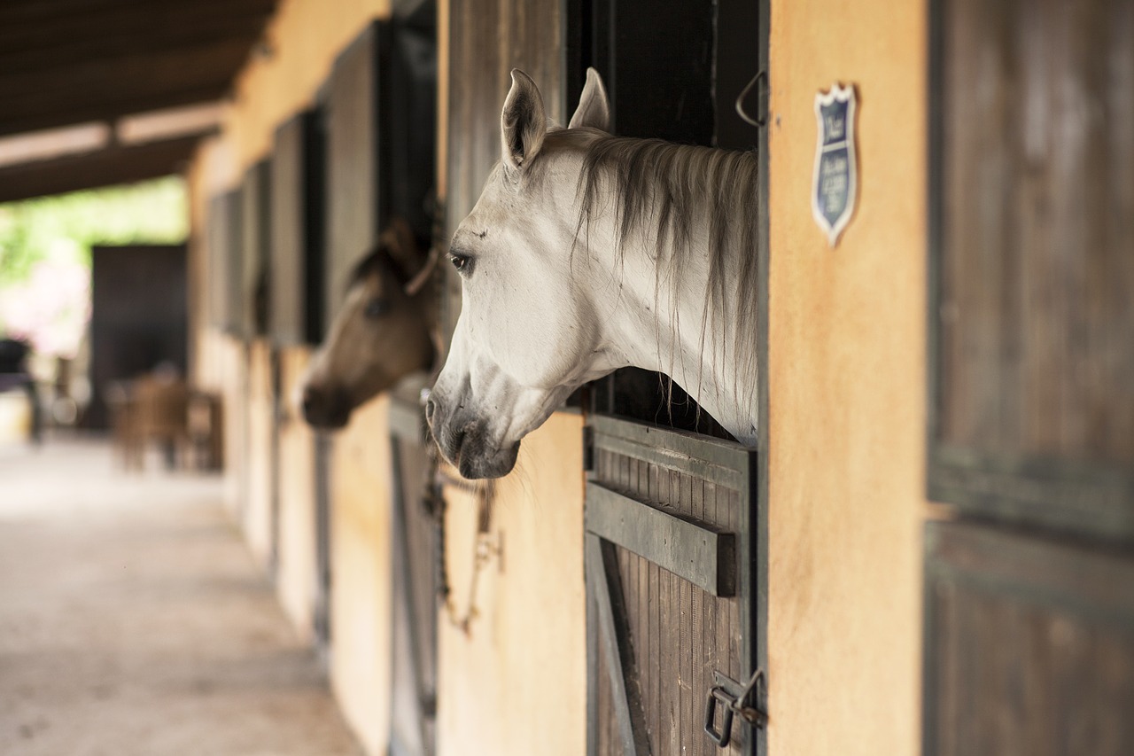 horse animal portrait free photo