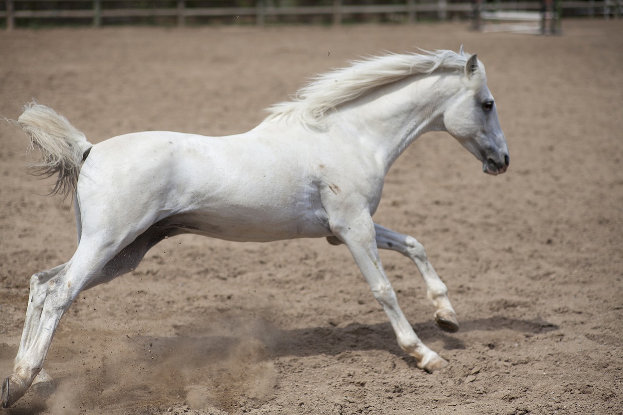 horse animal portrait free photo