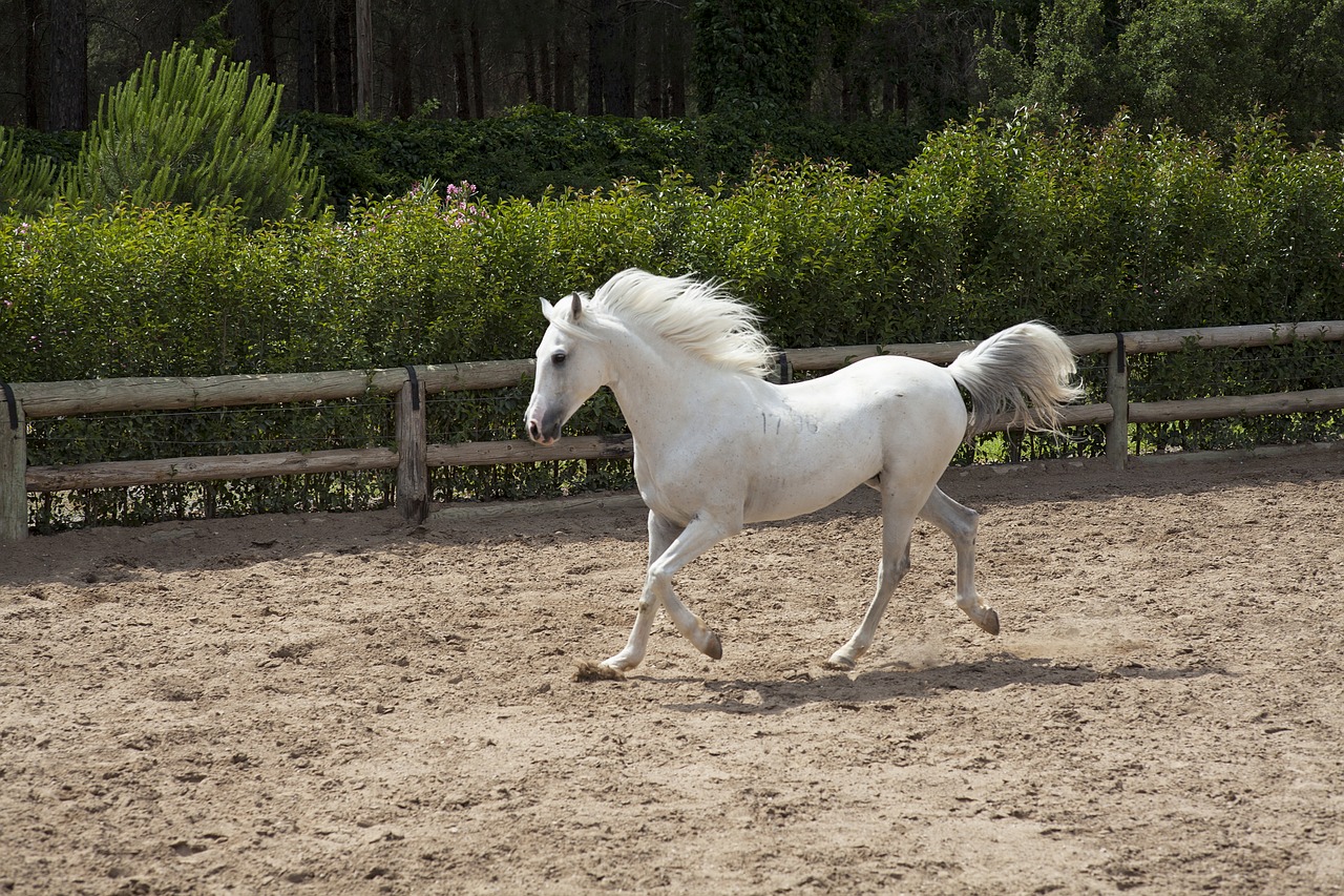 horse white beautiful free photo