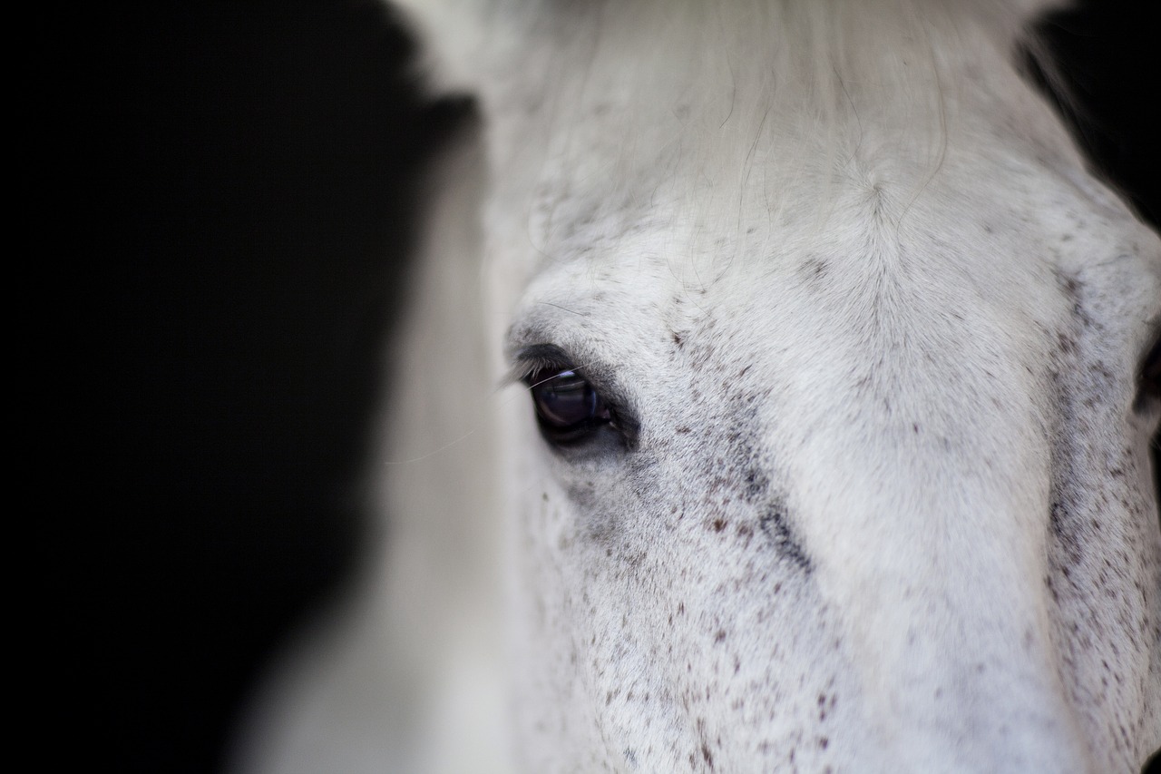 horse white beautiful free photo