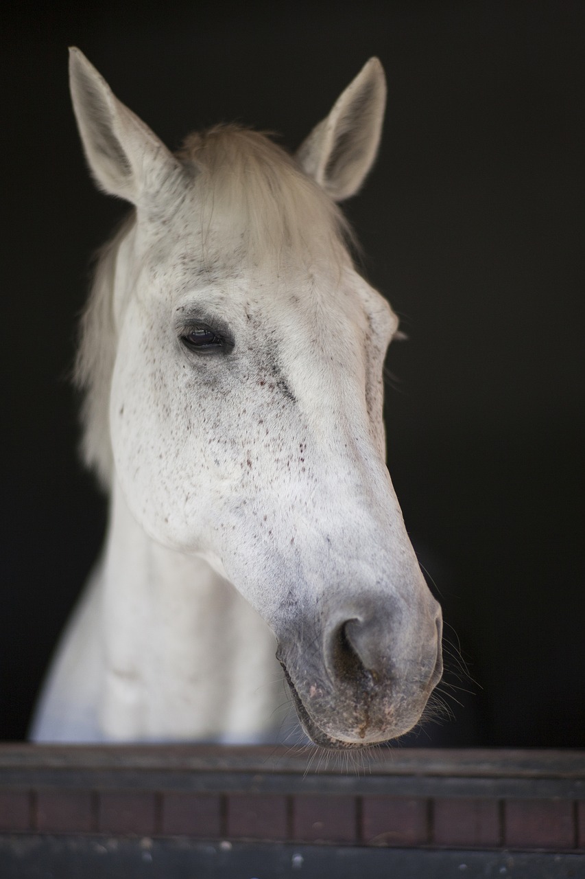 horse white beautiful free photo