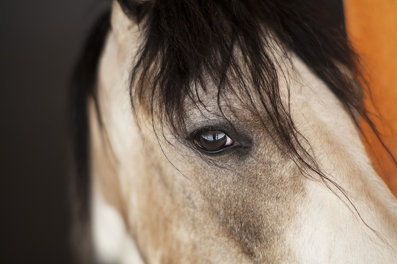 horse white beautiful free photo