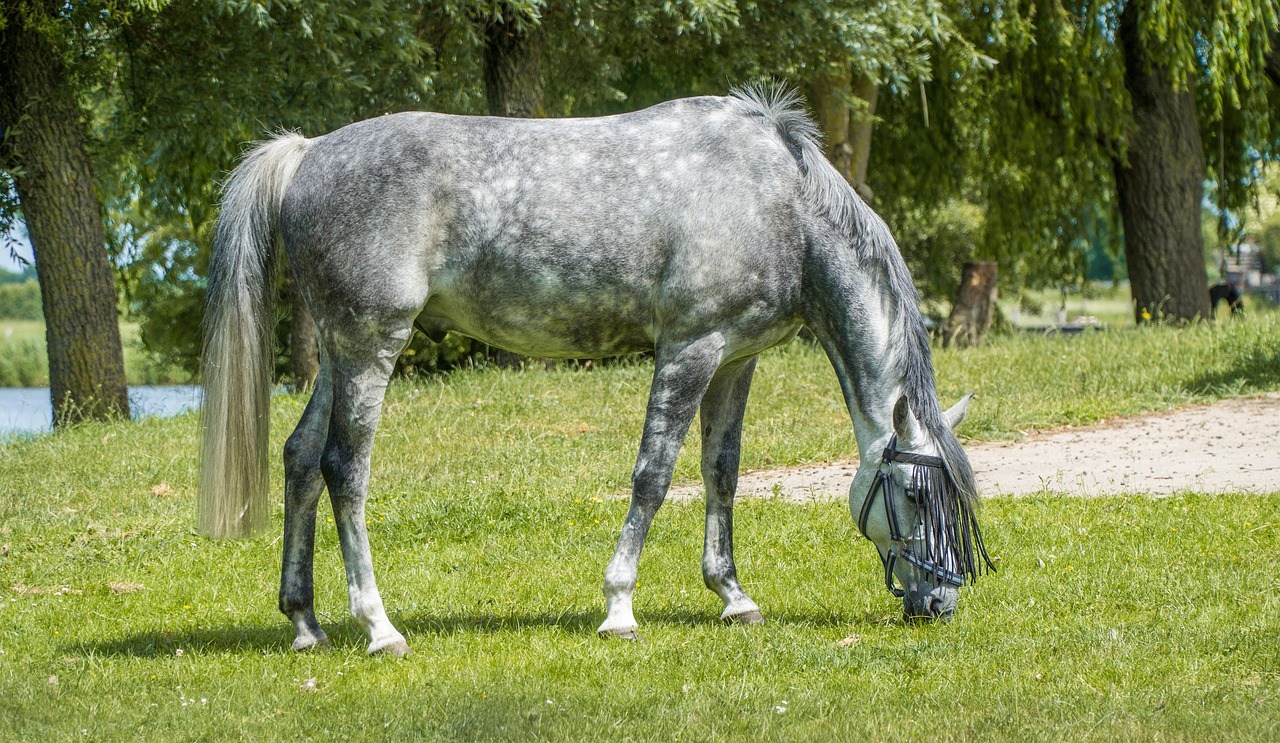 horse graze pasture free photo