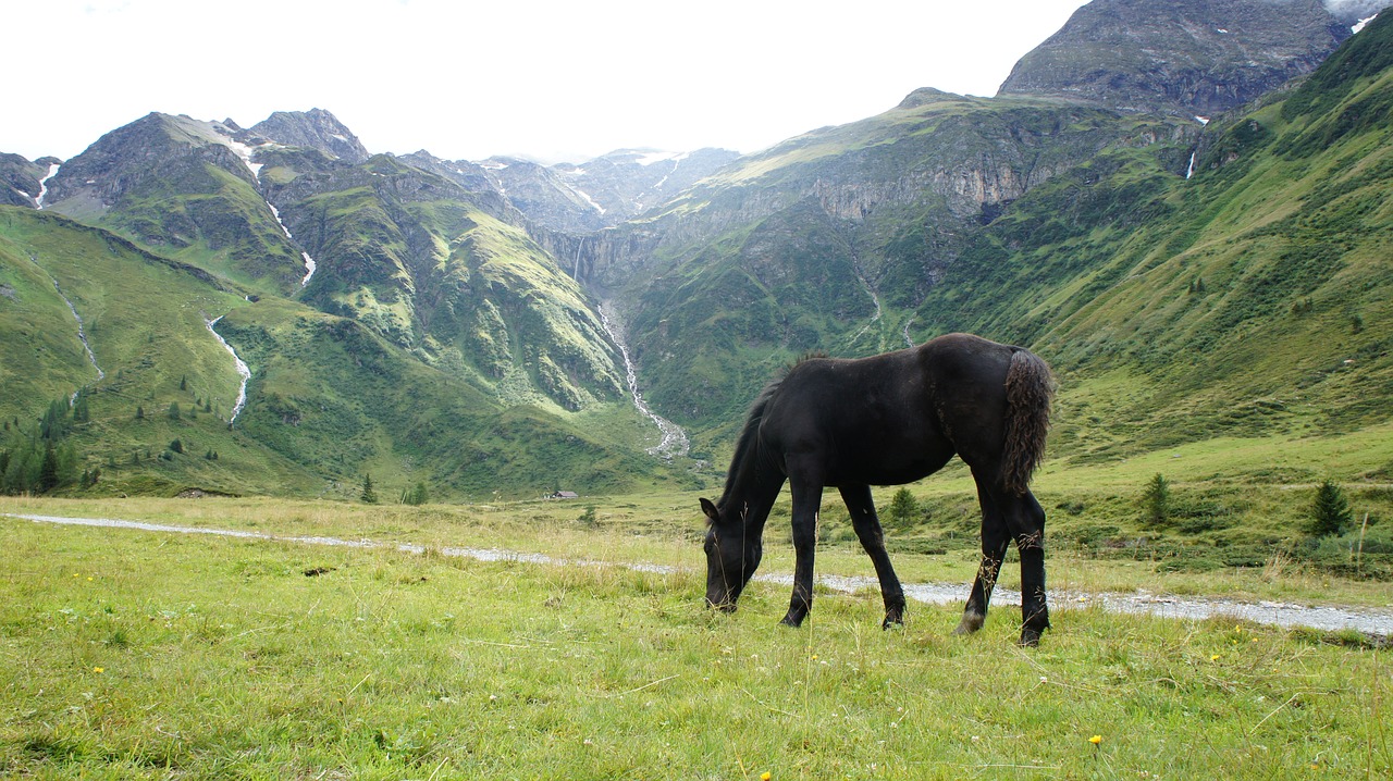 horse mountains alps free photo