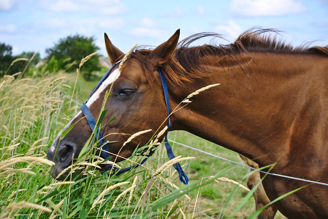 horse brown grass free photo