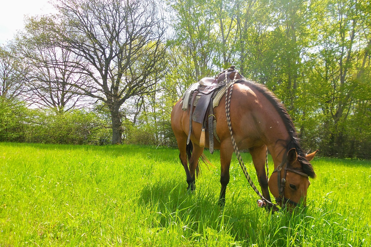 horse meadow trees free photo