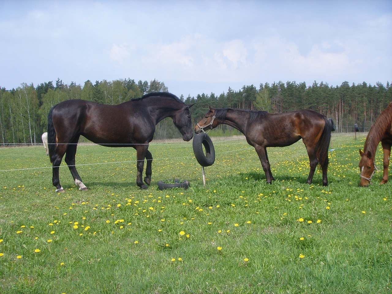 horse horses equine free photo