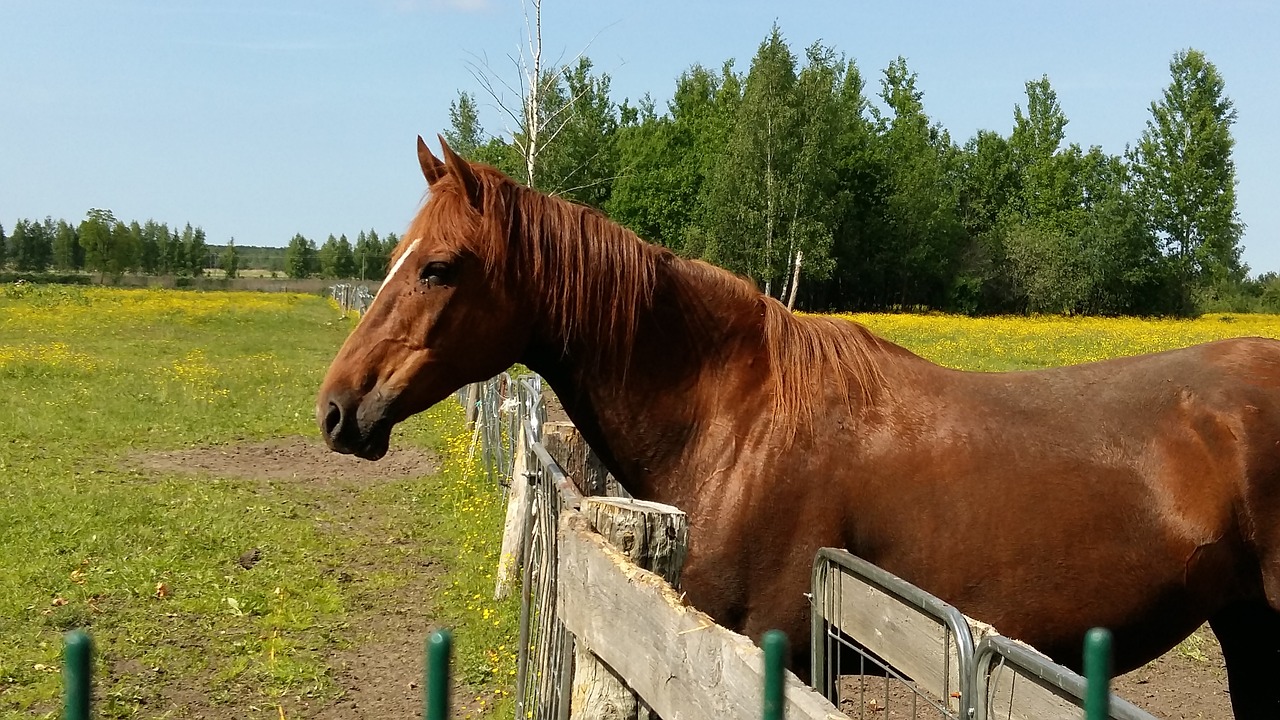 horse horses equine free photo