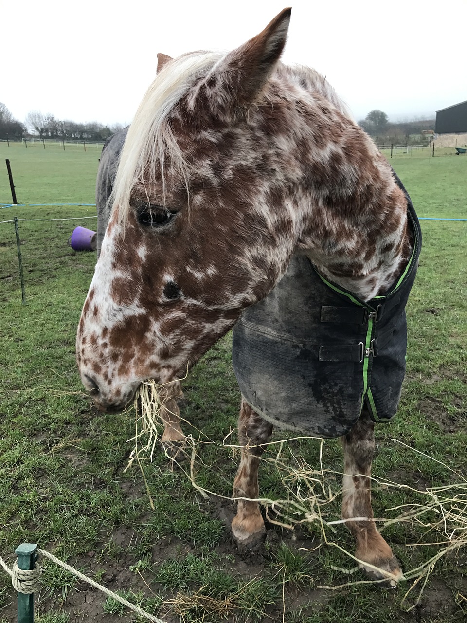 horse appaloosa hay free photo