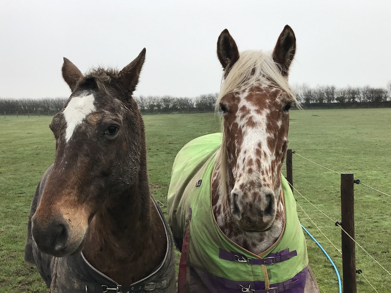 horse spots equine free photo