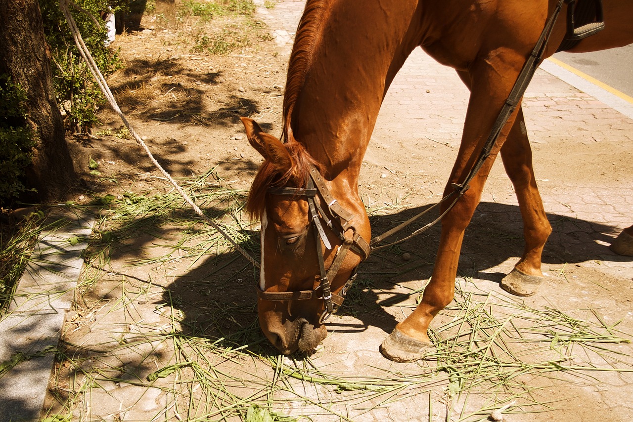 horse animal free pictures free photo