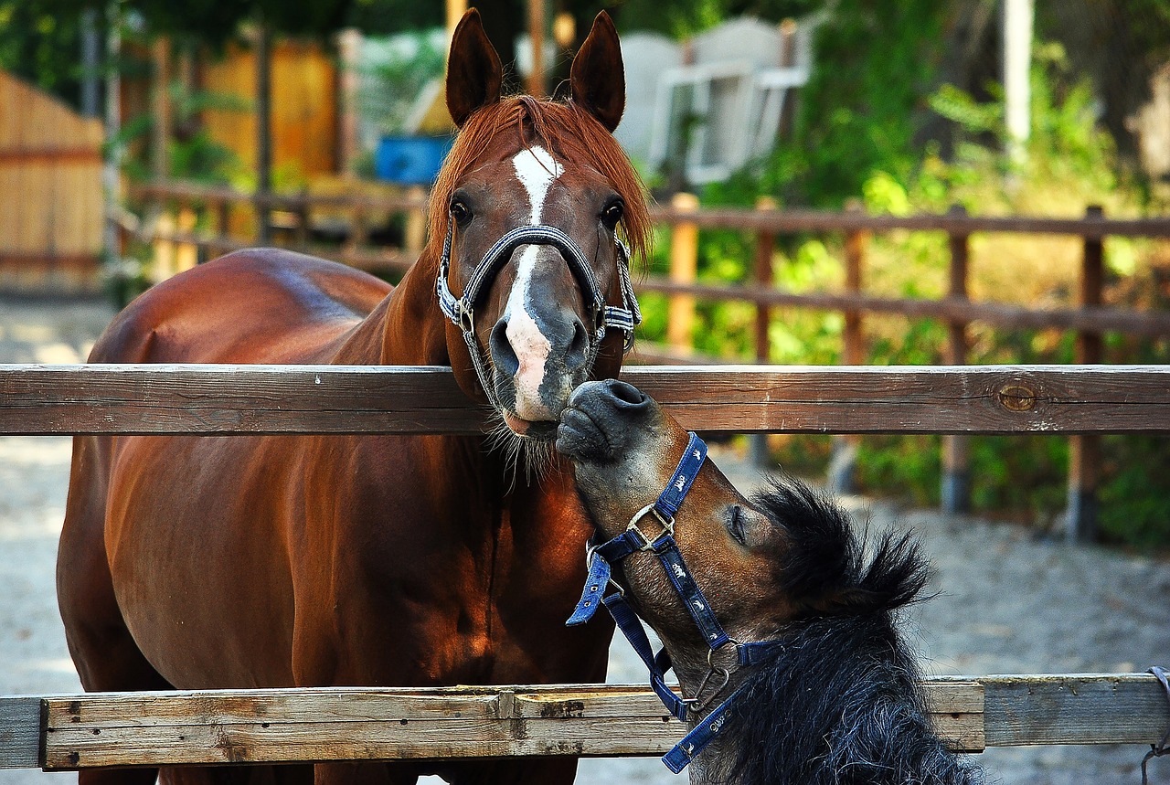 horse pony paddock free photo