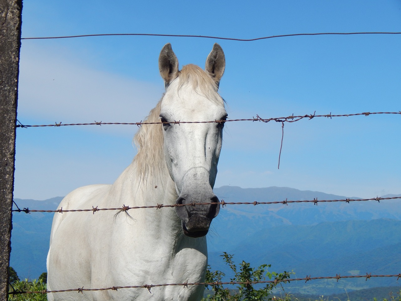 horse equine white free photo