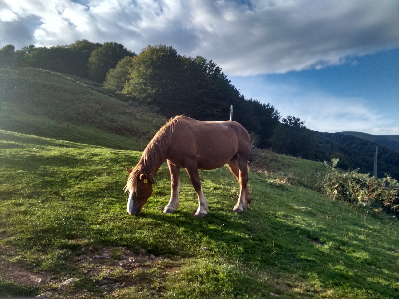 horse path santiago free photo