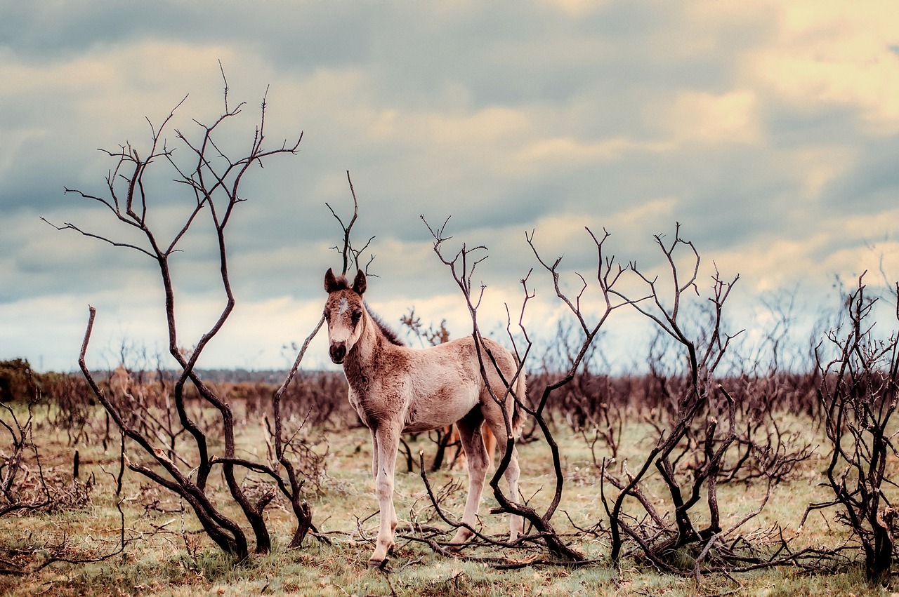 horse pony wild free photo