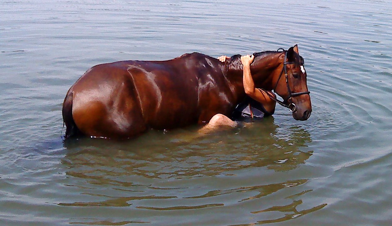 horse bathing water free photo