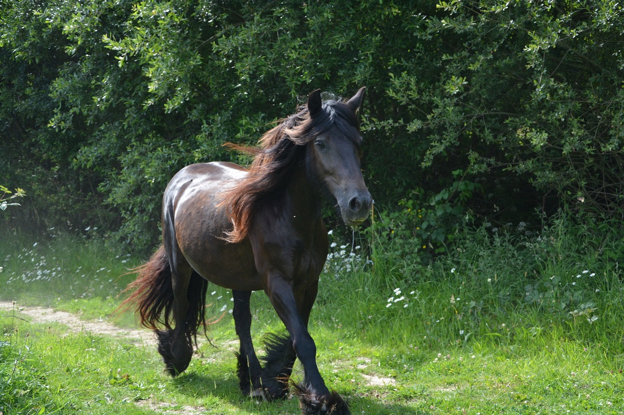 horse mare run free photo