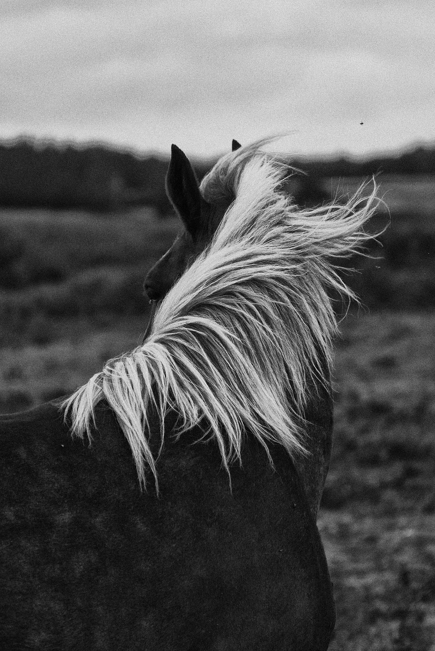 horse horses portrait free photo