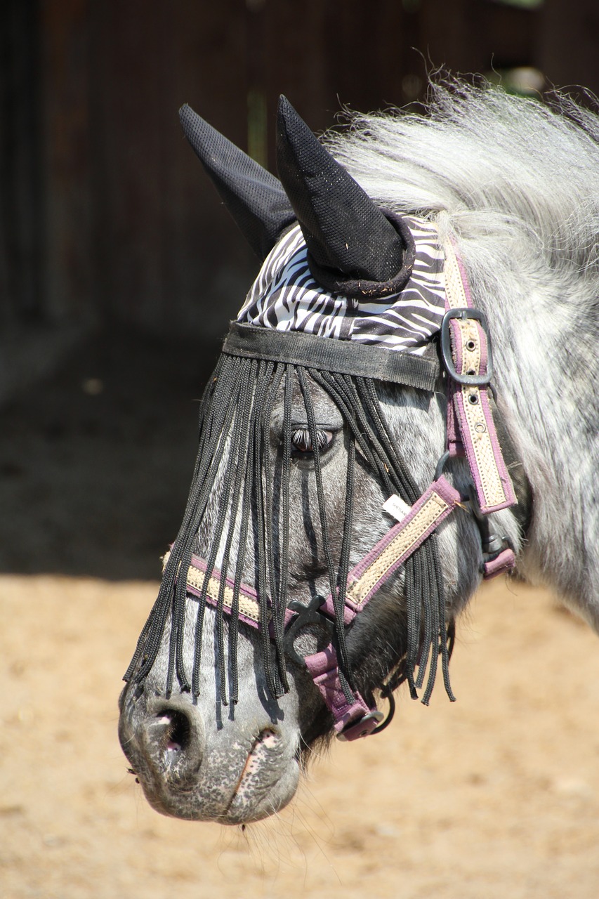 horse horse head pferdeportrait free photo