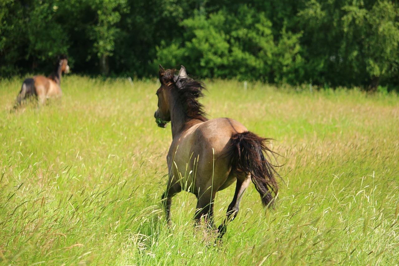 horse gallop pasture free photo