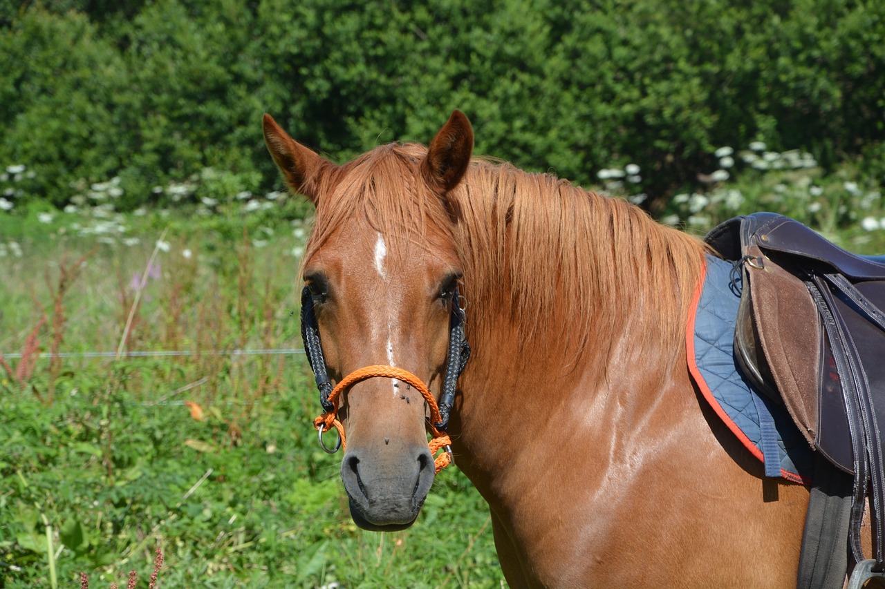 horse head animal free photo