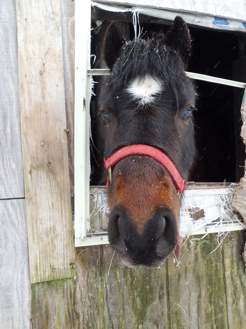 horse barn country free photo