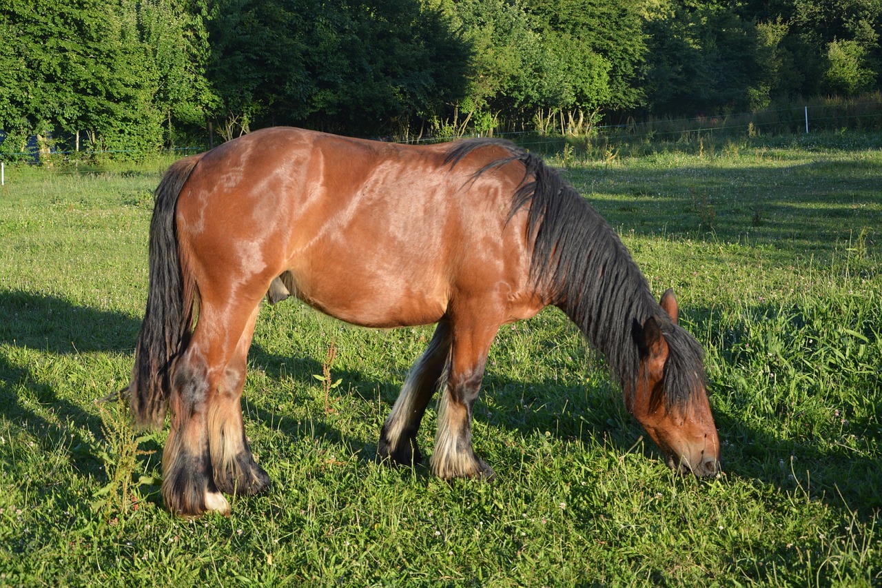 horse equine mane free photo