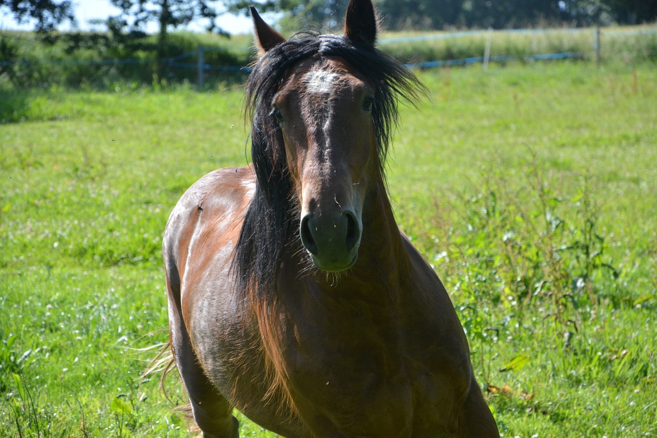 horse run head free photo