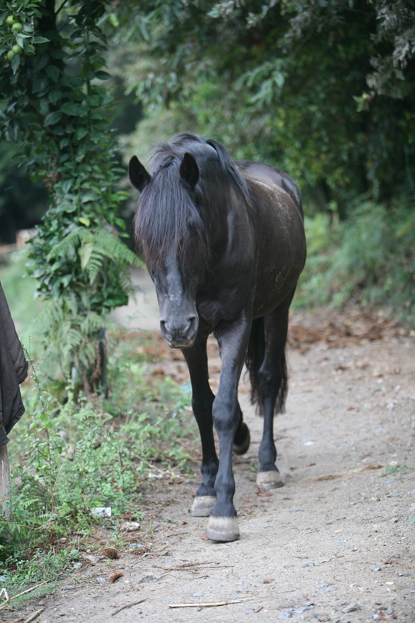 horse black horse pet free photo