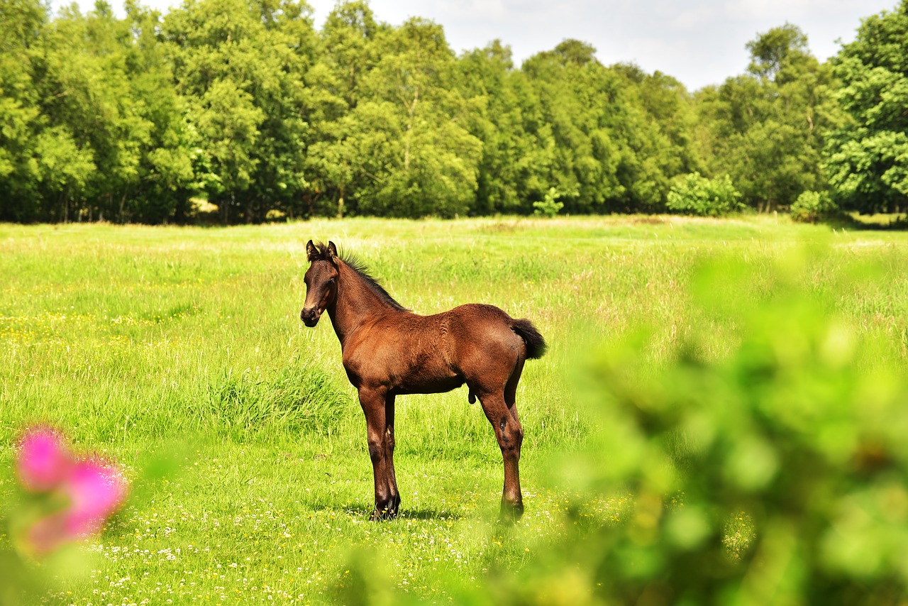 horse foal pasture free photo