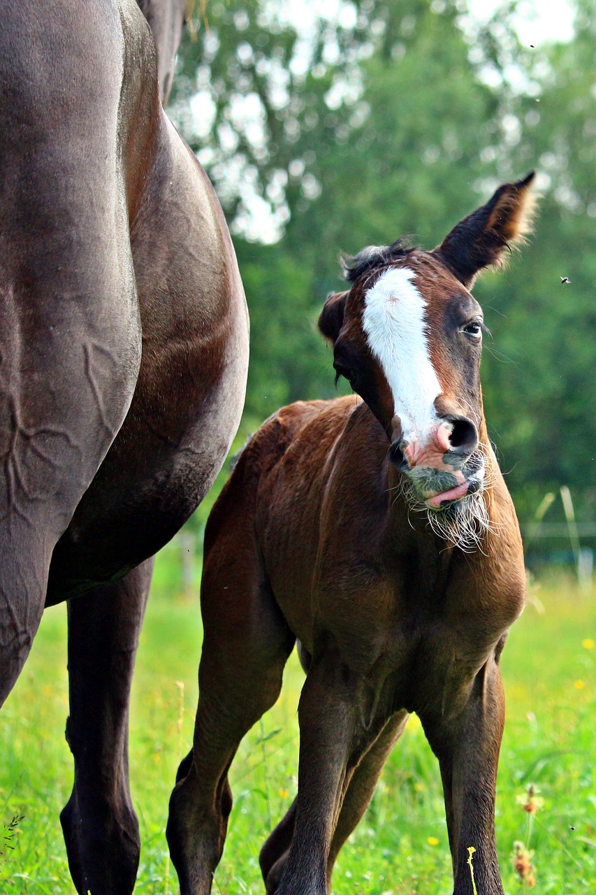 horse foal suckling free photo