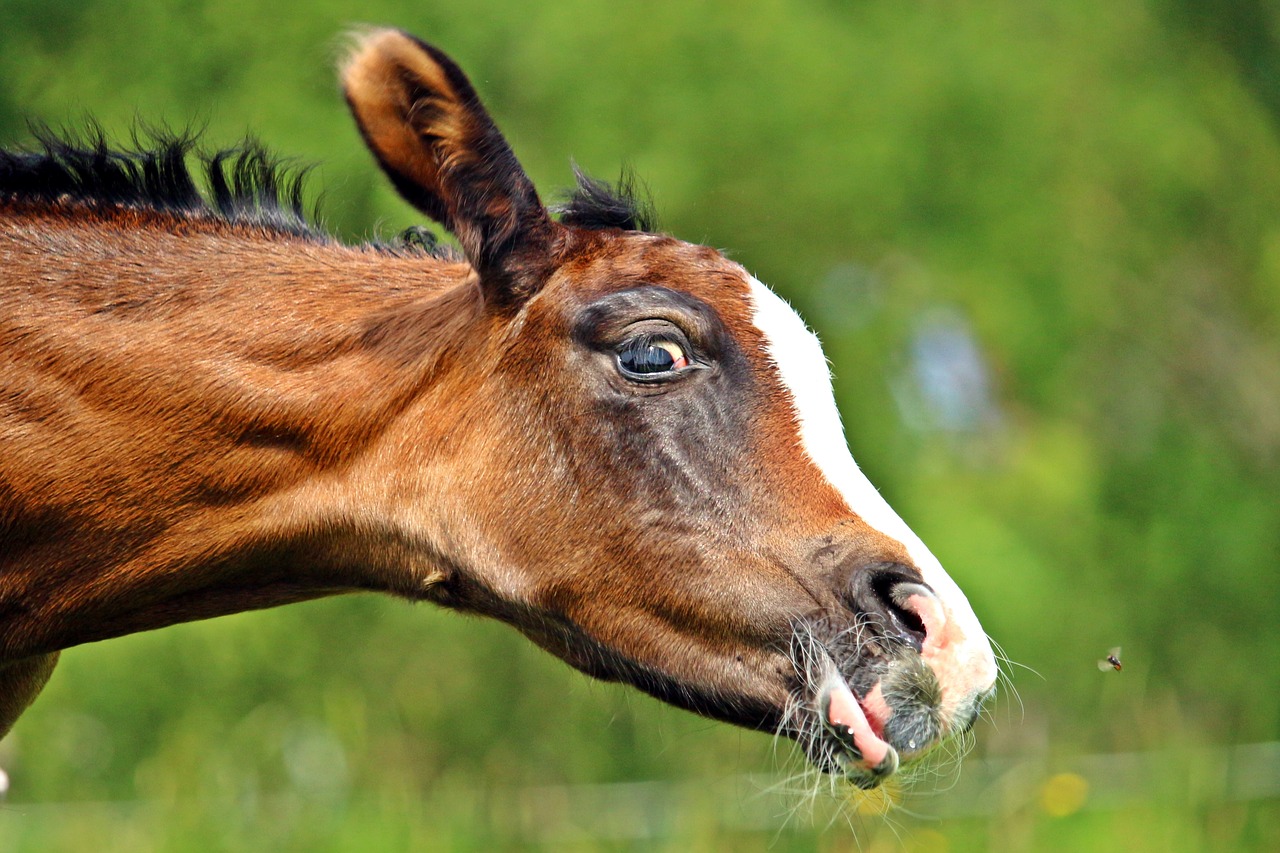 horse foal fly free photo