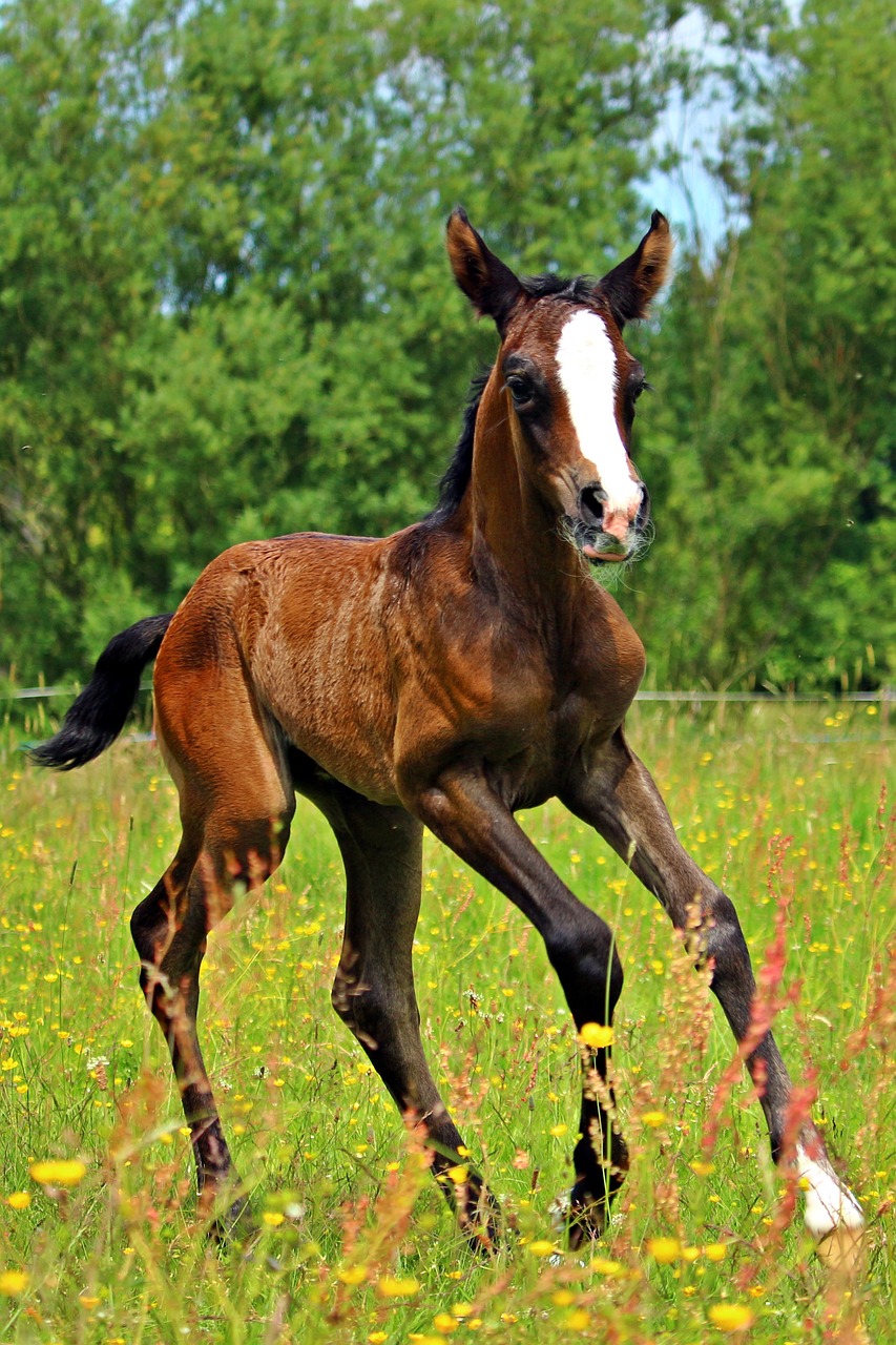 horse gallop foal free photo