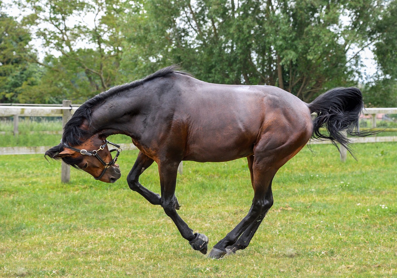 horse grass play free photo