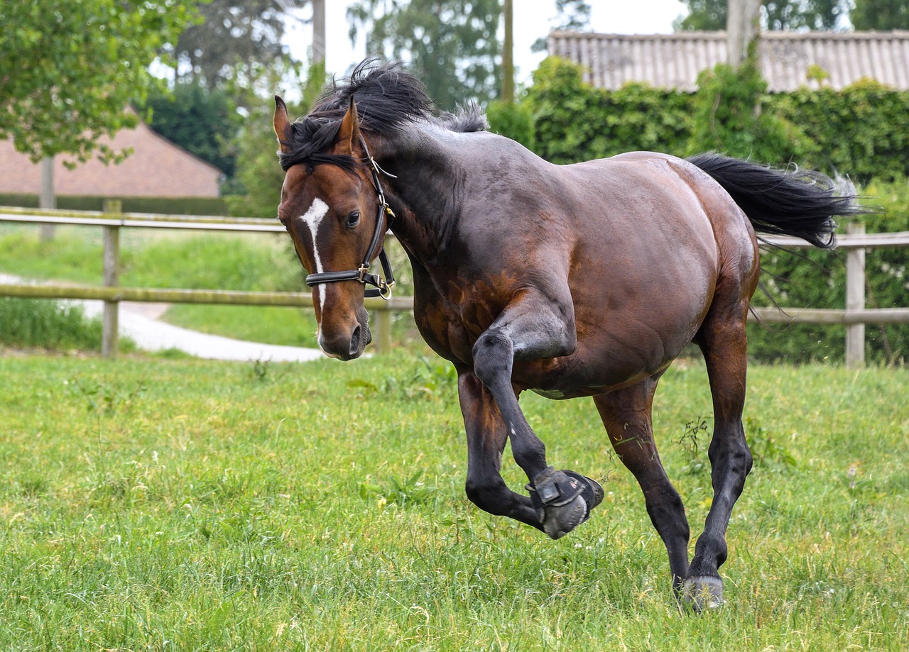 horse grass run free photo