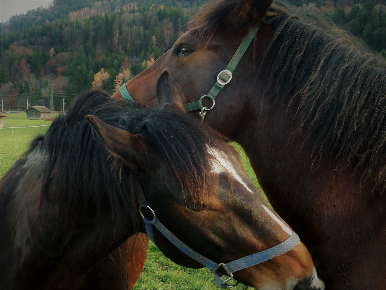 horse horses horse head free photo