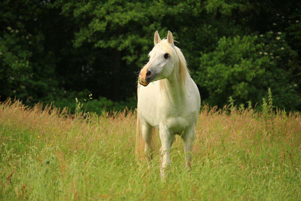 horse mold pasture free photo