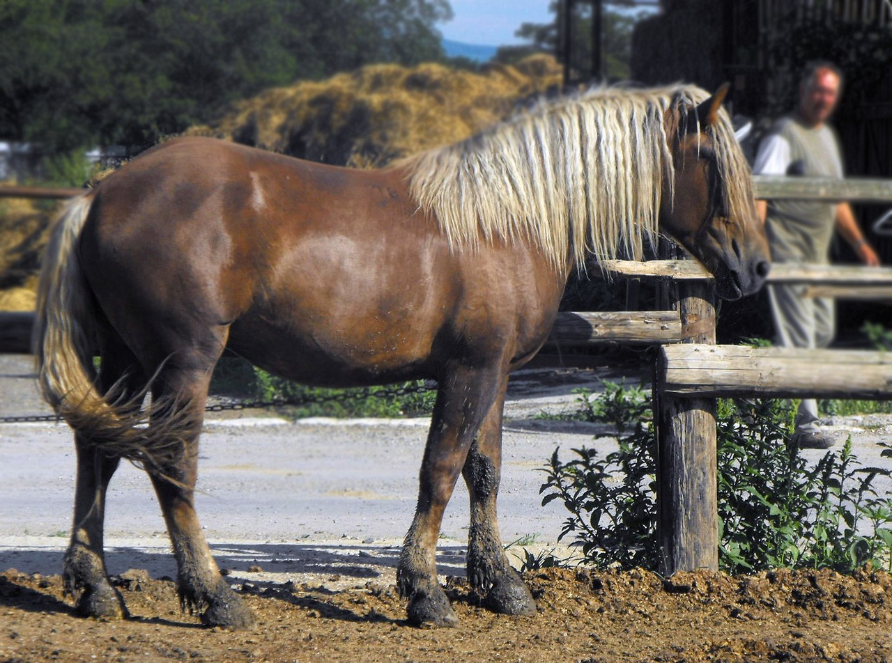 horse mare stallion free photo