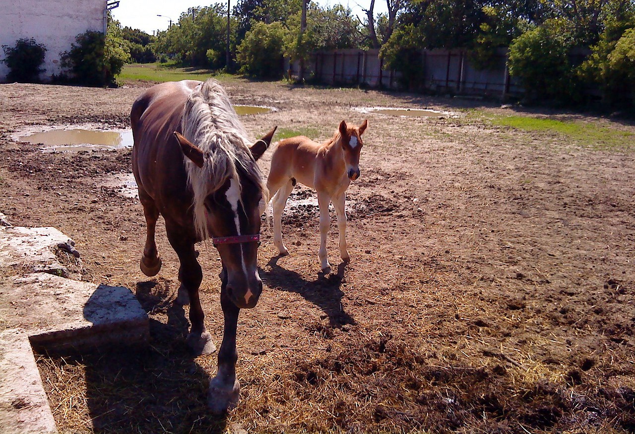 horse mare stallion free photo