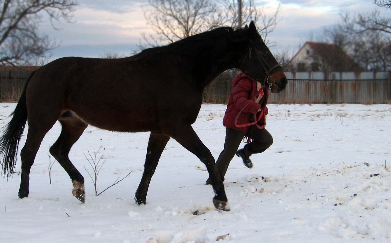 horse mare stallion free photo